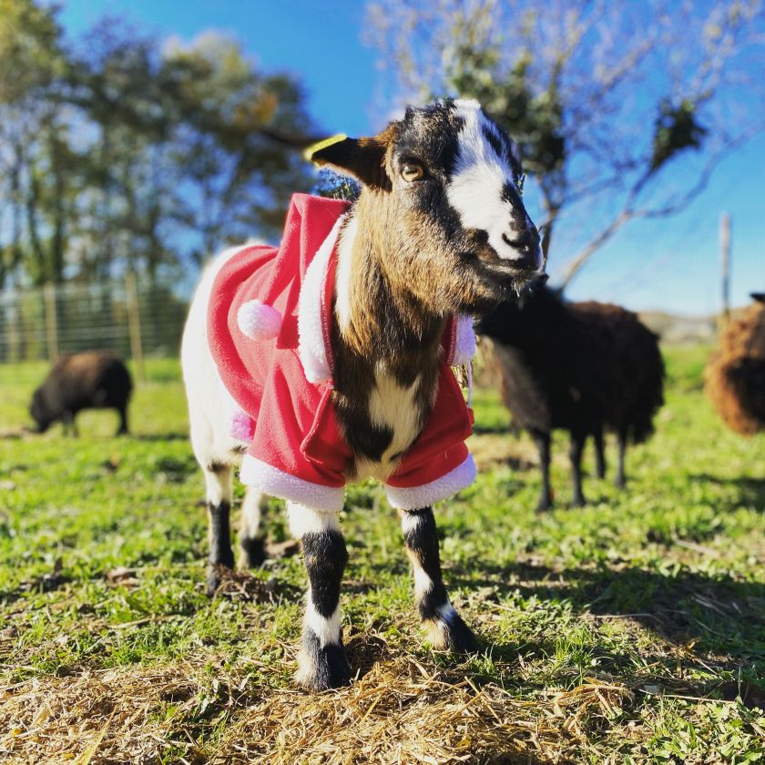 La magie de Noël à la ferme ! La magie de Noël à la ferme !